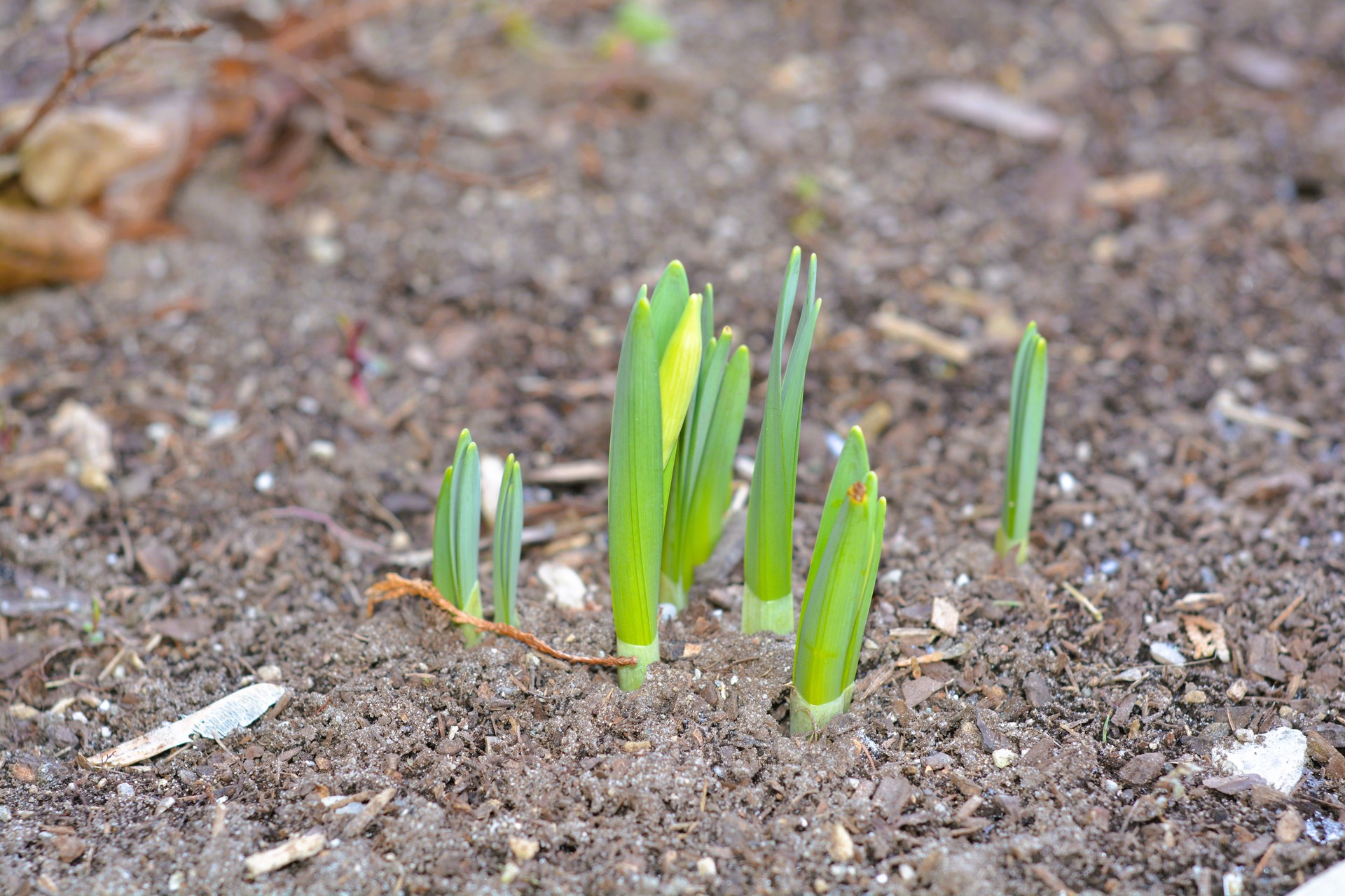 Daffodil shoots emerging from soil.